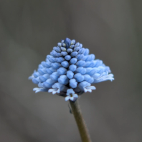 NavidMaz-Closeup (1)