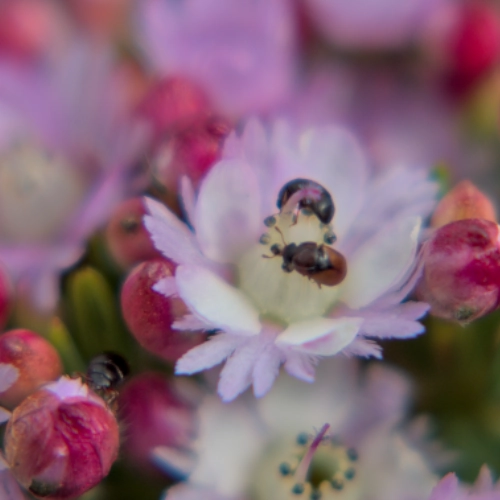 NavidMaz-Closeup (2)