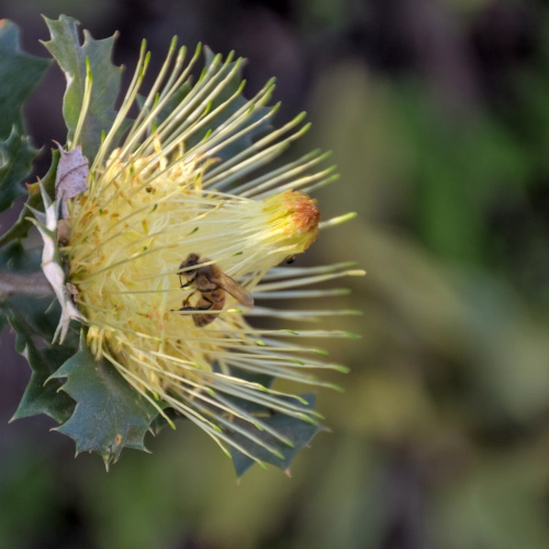 NavidMaz-Closeup (3)