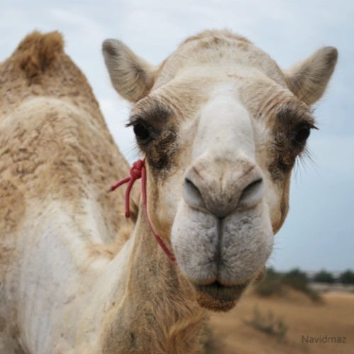 NavidMaz-Wildlife (1)