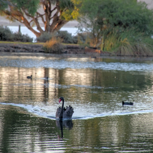 NavidMaz-Wildlife (2)