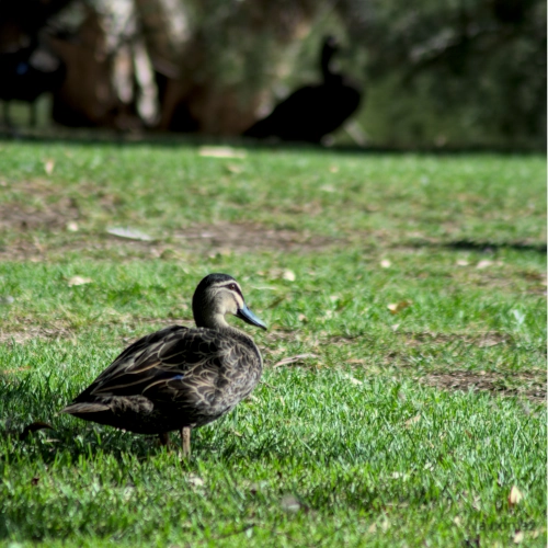 NavidMaz-Wildlife (3)