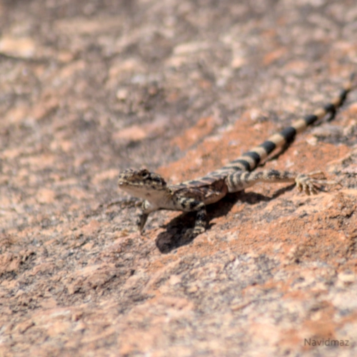 NavidMaz-Wildlife (4)