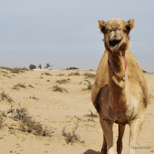 NavidMaz-Wildlife (5)