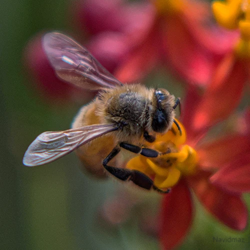 NavidMaz-Closeup (4)