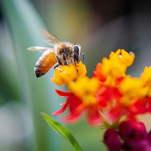 NavidMaz-Wildlife (6)